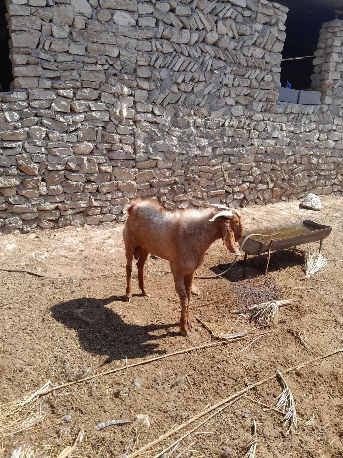 کهره نر (پازن )|حیوانات مزرعه|اهرم, |دیوار