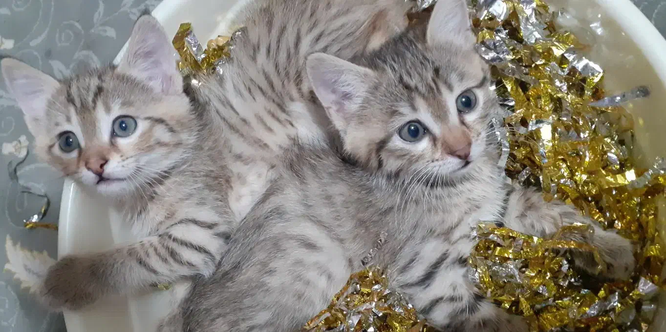 گربه ملوس|گربه|بروجرد, |دیوار