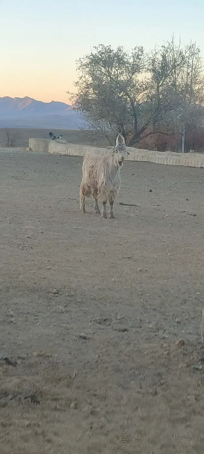 فروش بزغاله نر شاخ انبری|حیوانات مزرعه|شیدا, |دیوار