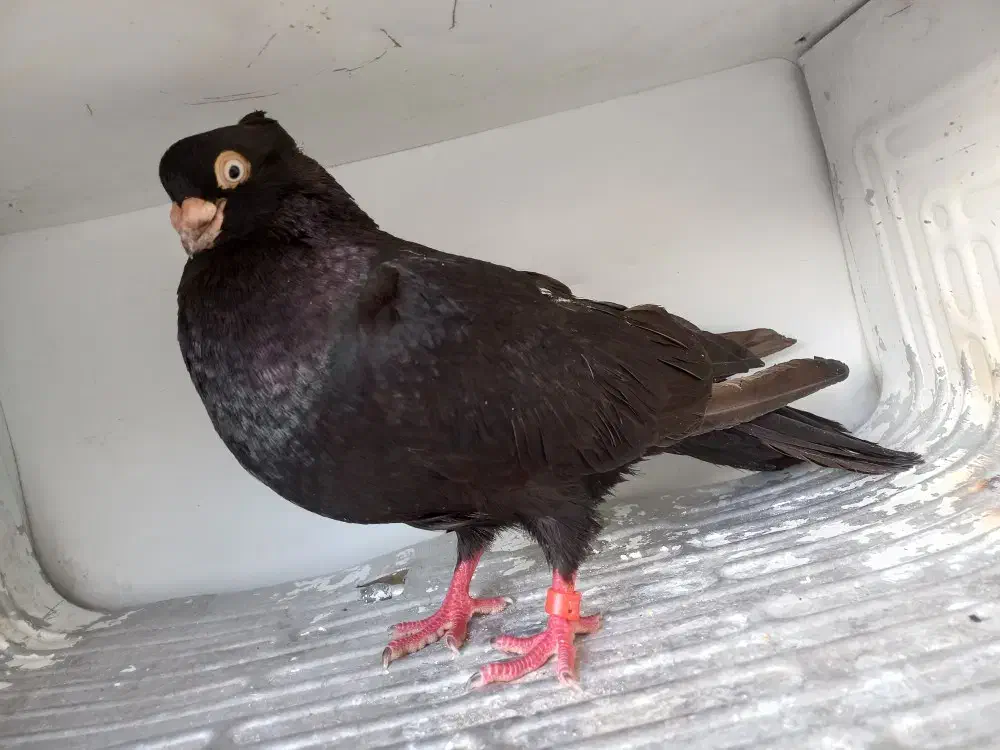 3جفت صرب معاوضه وفروش|پرنده|دوگنبدان, |دیوار