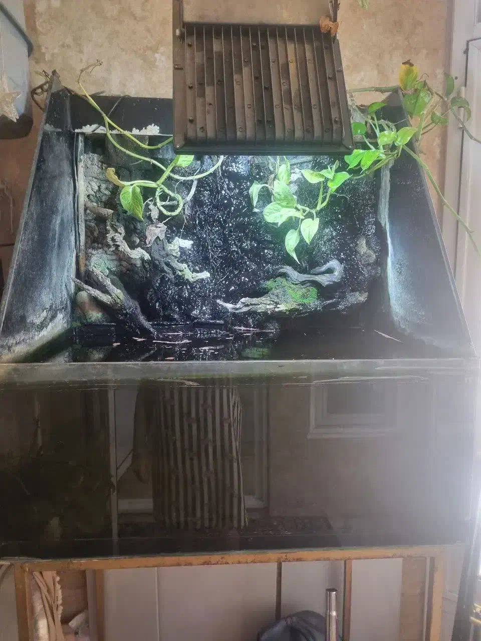 اکواریوم ) پالاداریوم|ماهی|ری, فیروزآبادی|دیوار