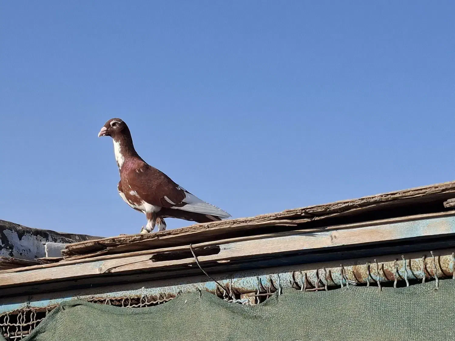 دورگ|پرنده|بندر ماهشهر, |دیوار