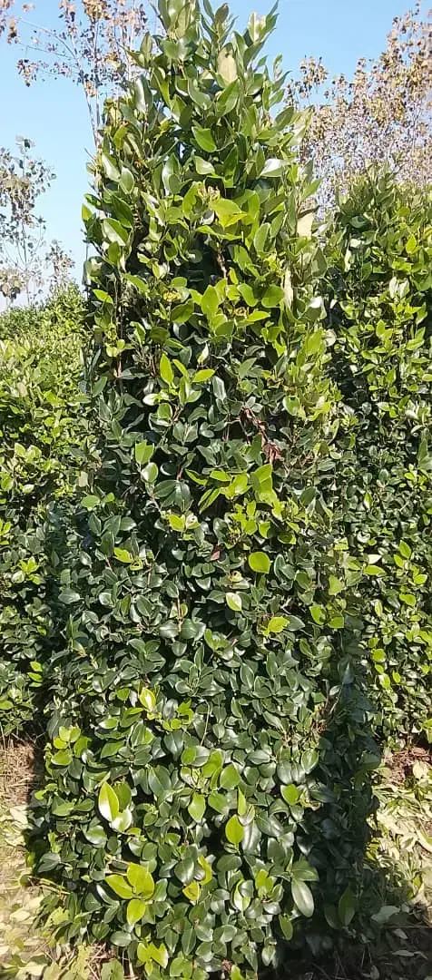 فروش یاس هلندی 2 متری|گل و گیاه طبیعی|رامسر, |دیوار