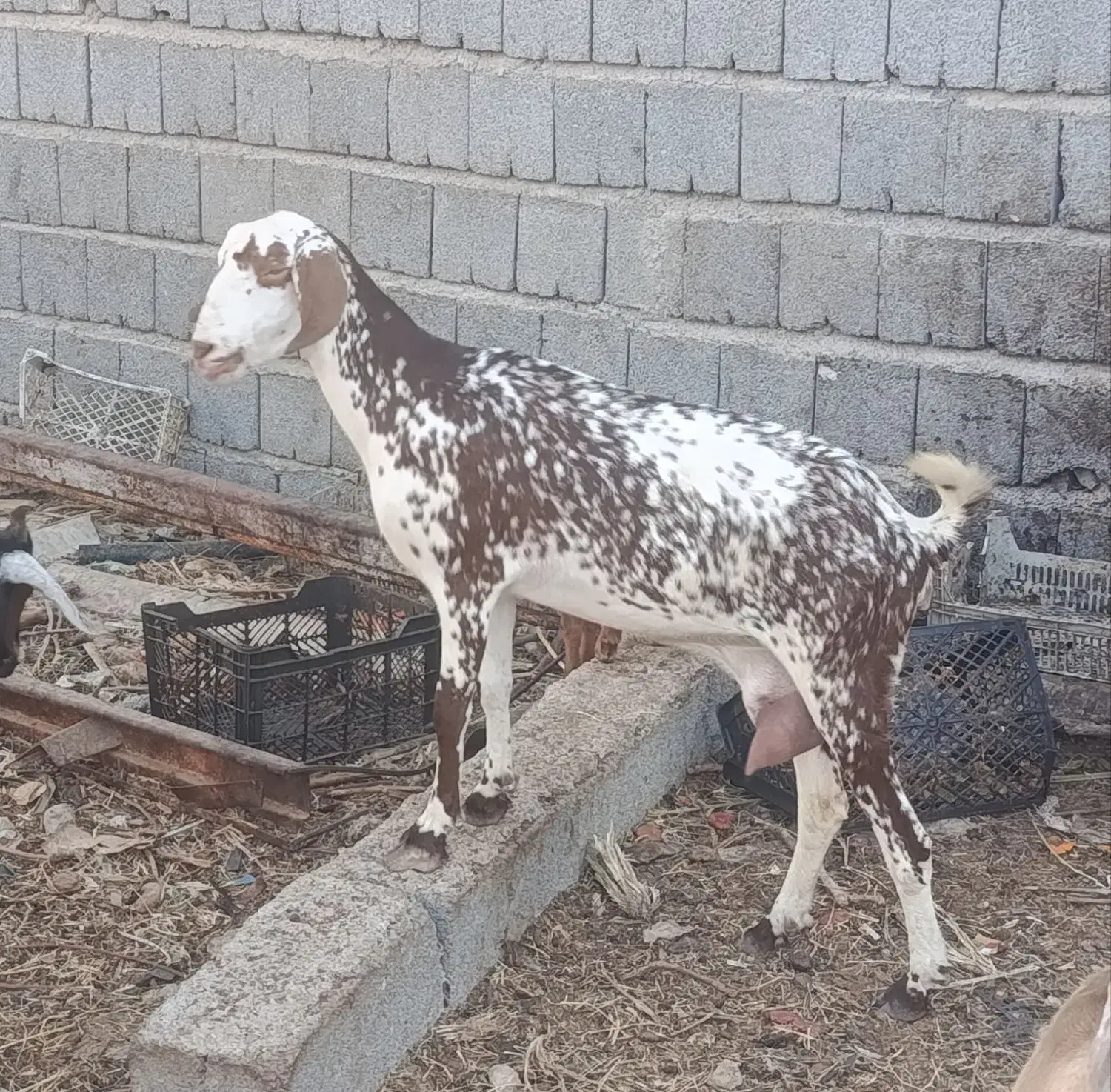 کهره نر و ماده|حیوانات مزرعه|بندرعباس, |دیوار