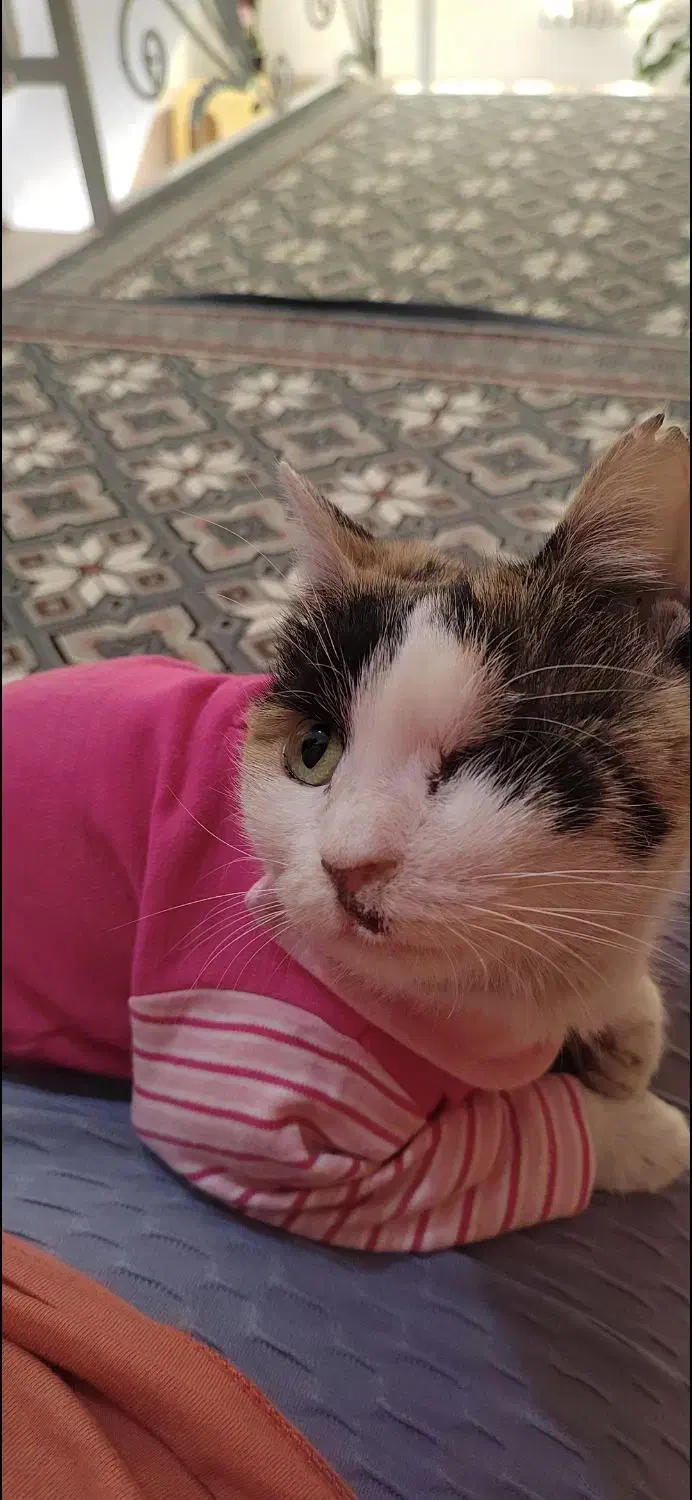 گربه گم شده|گربه|اسلام‌شهر, شهرک واوان|دیوار