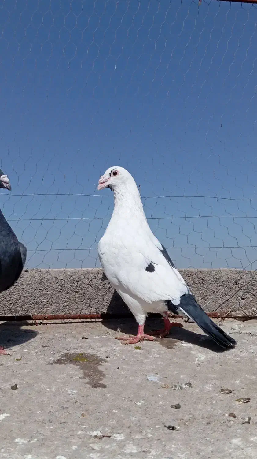 فروشی|حیوانات|تربت جام, شهرک آزادگان|دیوار