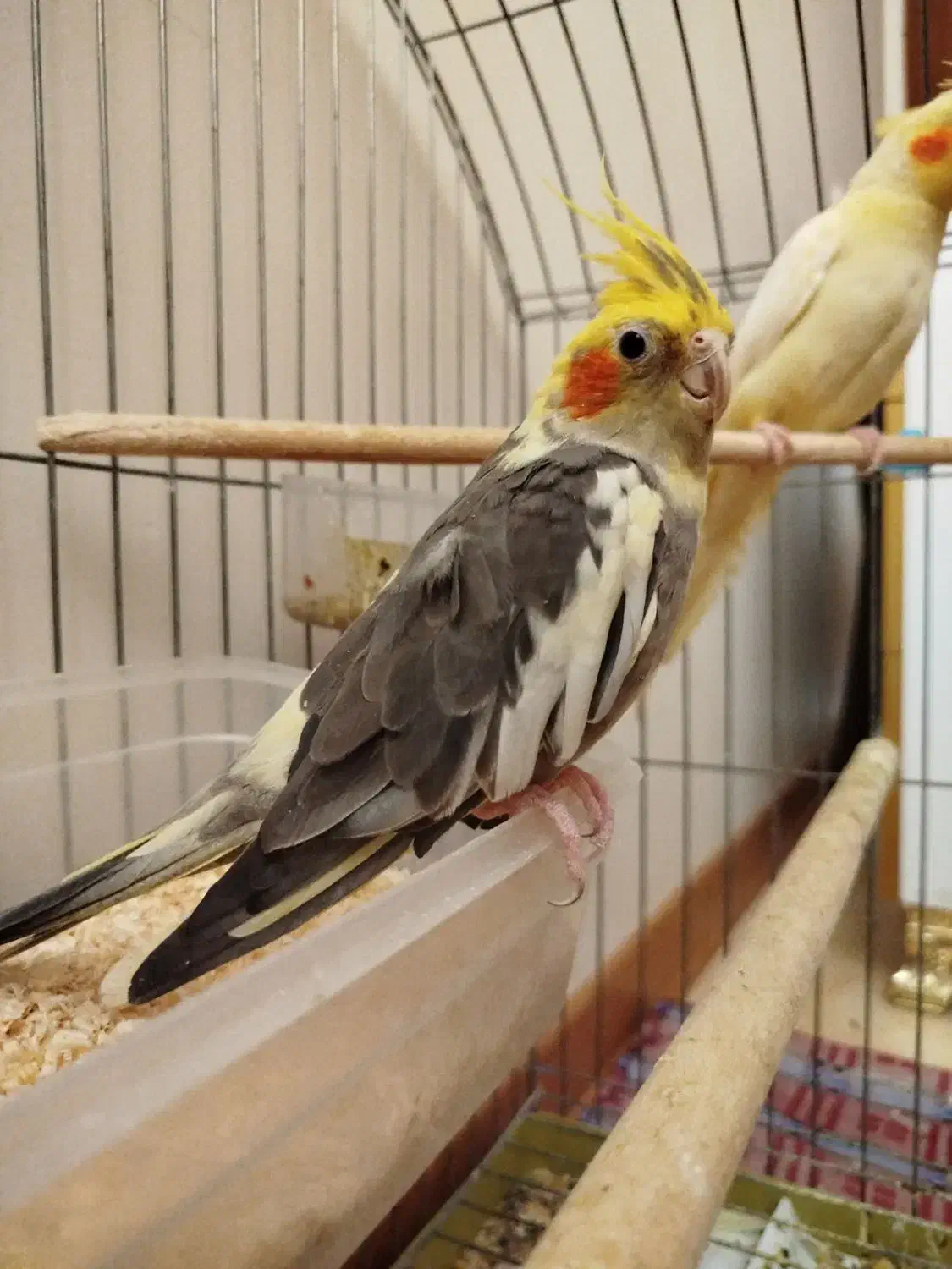 عروس هلندی نر دستی|پرنده|اصفهان, ملکشهر|دیوار