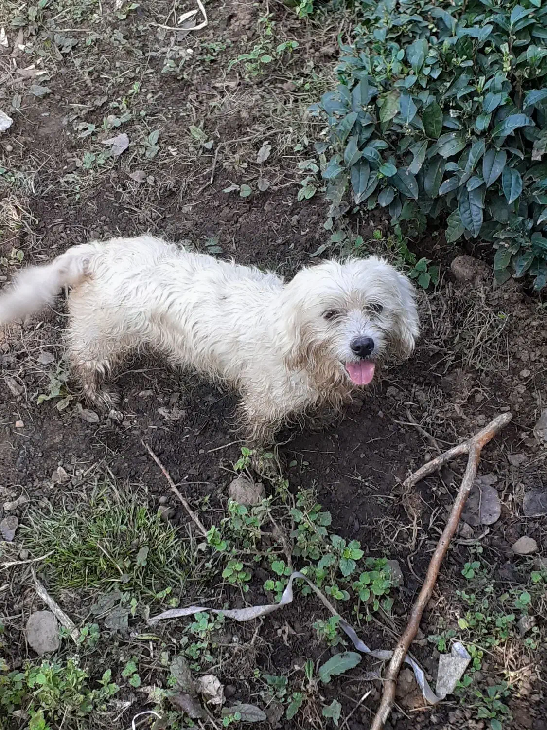 سگ شیتزو|سگ|لاهیجان, فیاض|دیوار