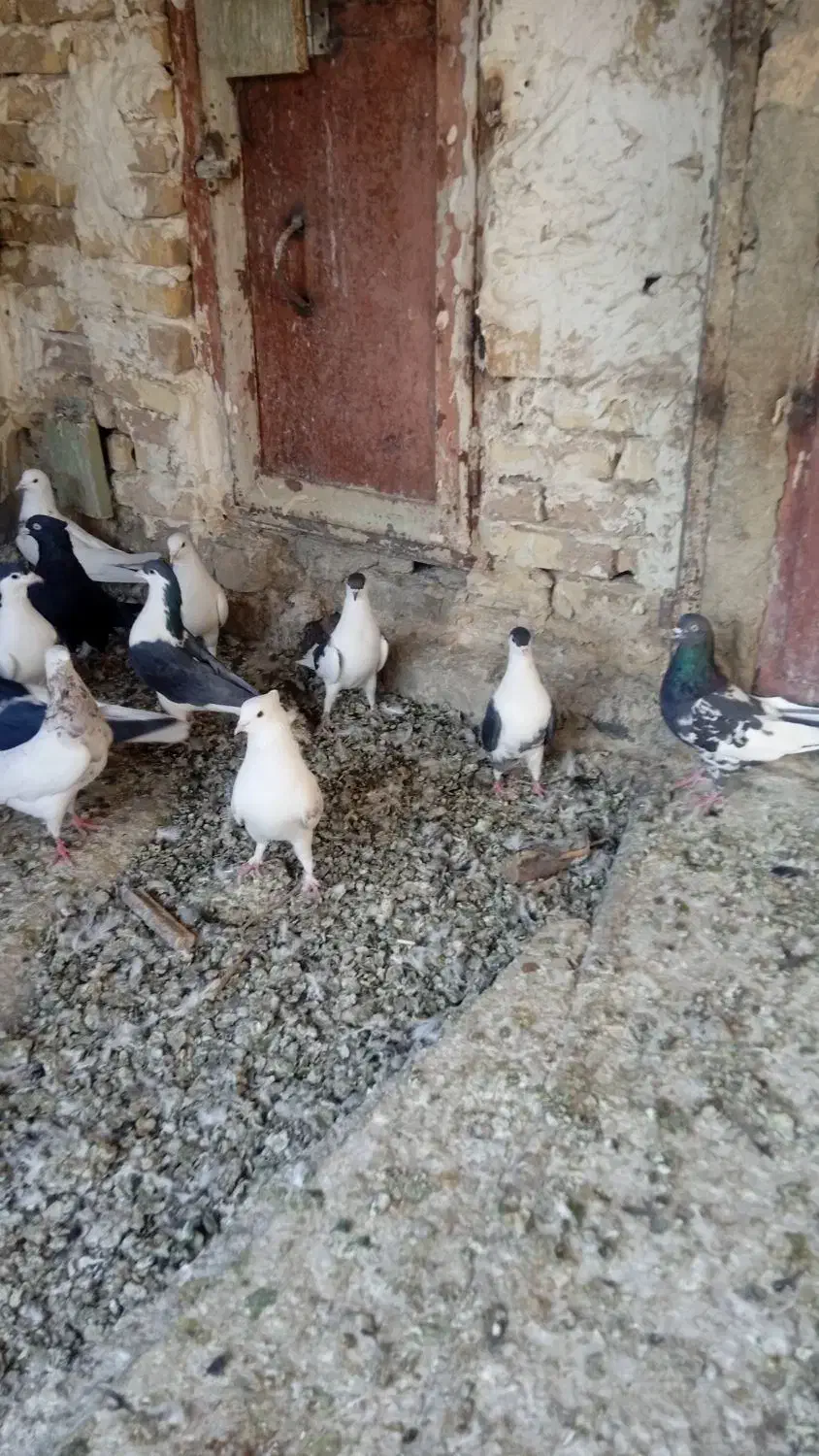 پرنده.کفتر|پرنده|فولادشهر, فولادشهر|دیوار