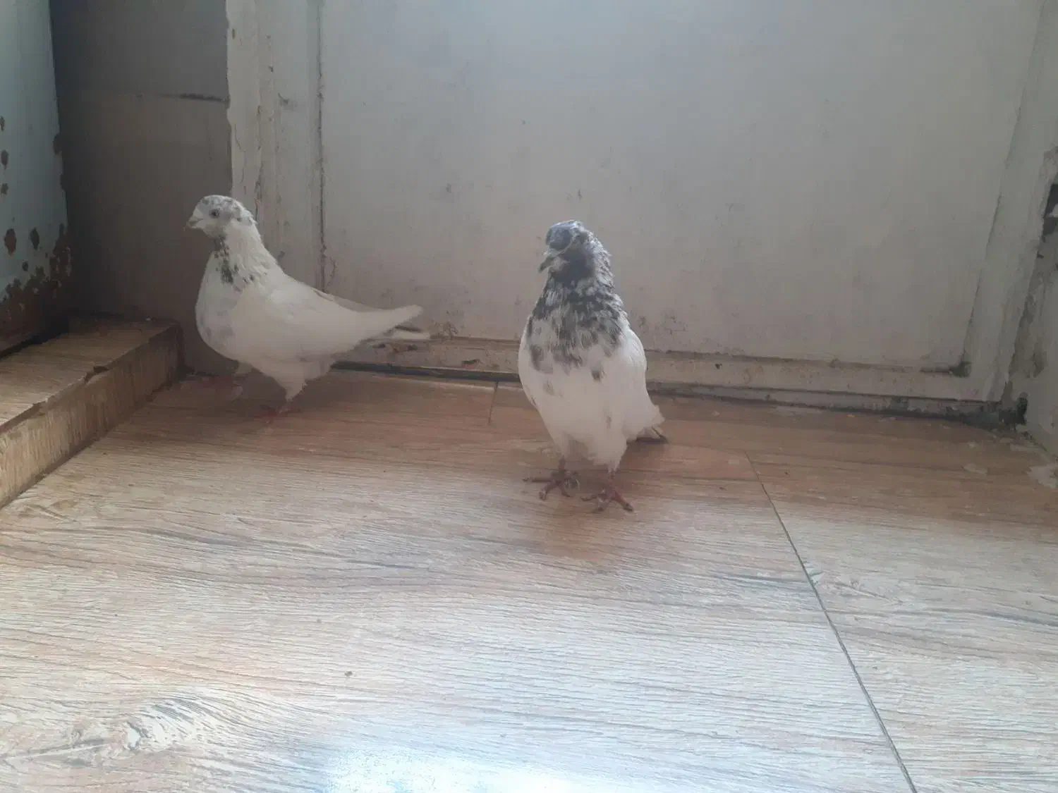 یه جفت کفتر کله ای|پرنده|ملایر, |دیوار