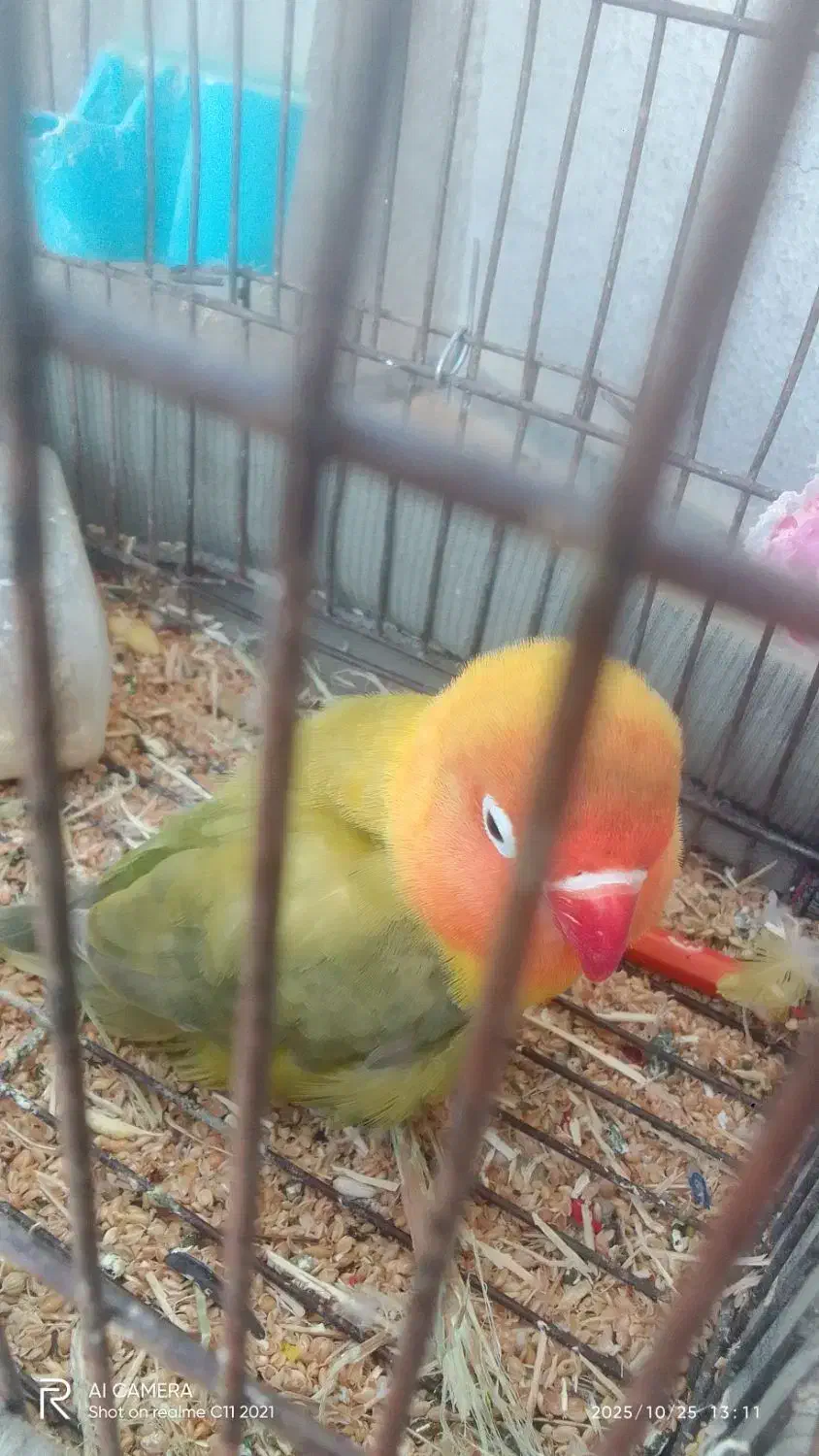 طوطی کتوله . پاستیلی. ماده آماده|پرنده|سرپل ذهاب, |دیوار