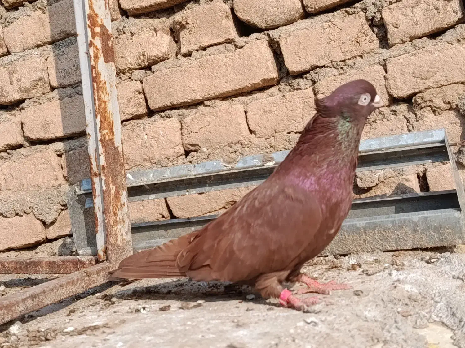 کبوتر صرب نر|پرنده|بکتاش, |دیوار