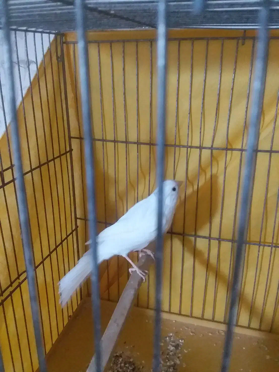 قناری نر ماده به شرط|پرنده|ساوه, |دیوار