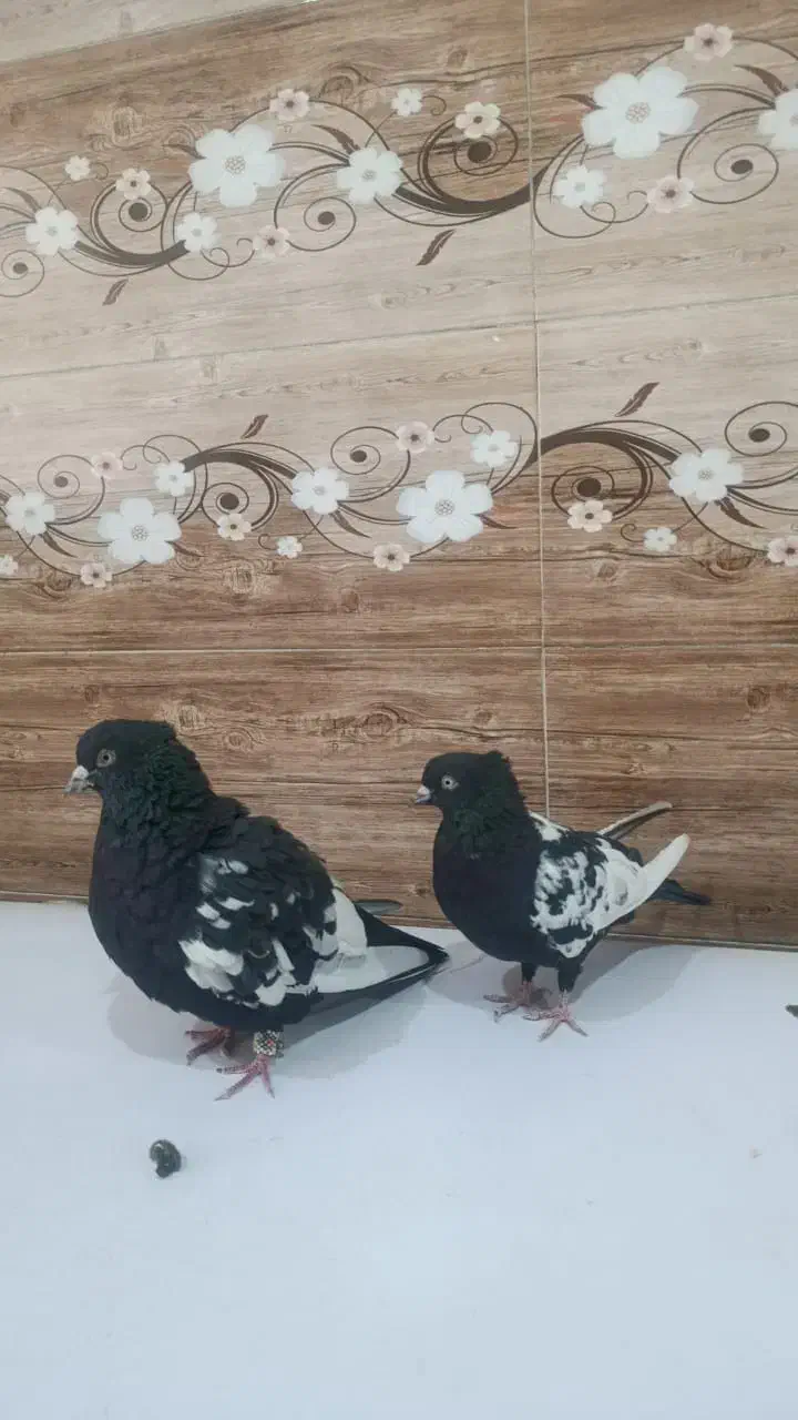 کبوتر سینه سیاه|پرنده|شیراز, حومه شیراز|دیوار