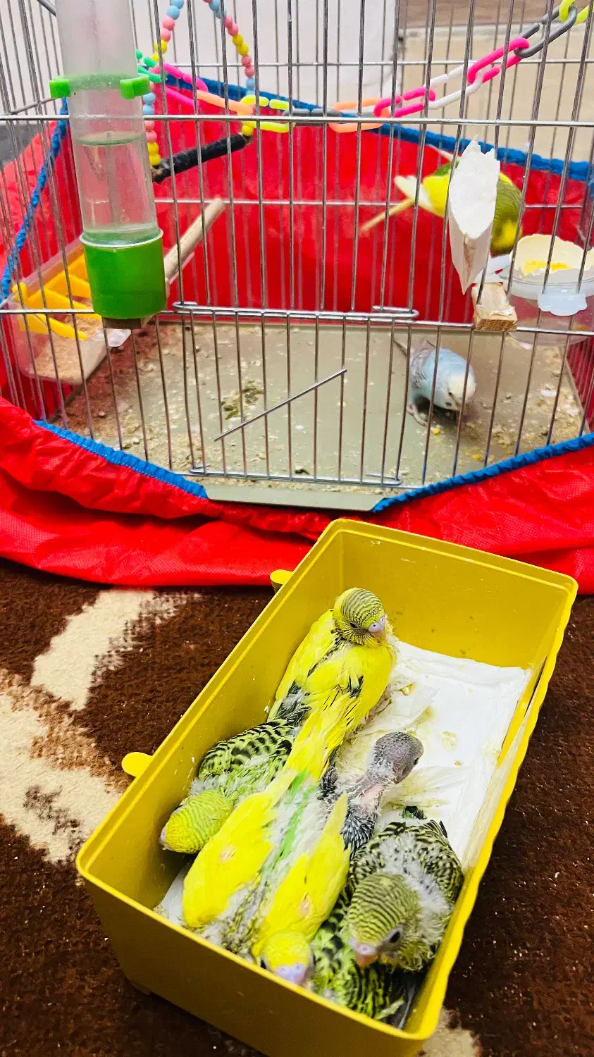 مرغ عشق|پرنده|ایلام, |دیوار