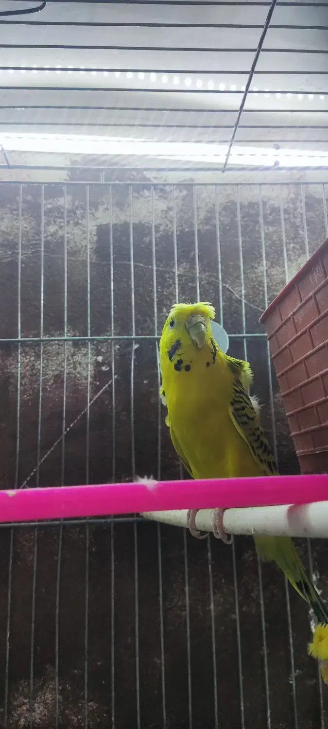 مرغ عشق پروانه ای مولد|پرنده|زیرکوه, |دیوار