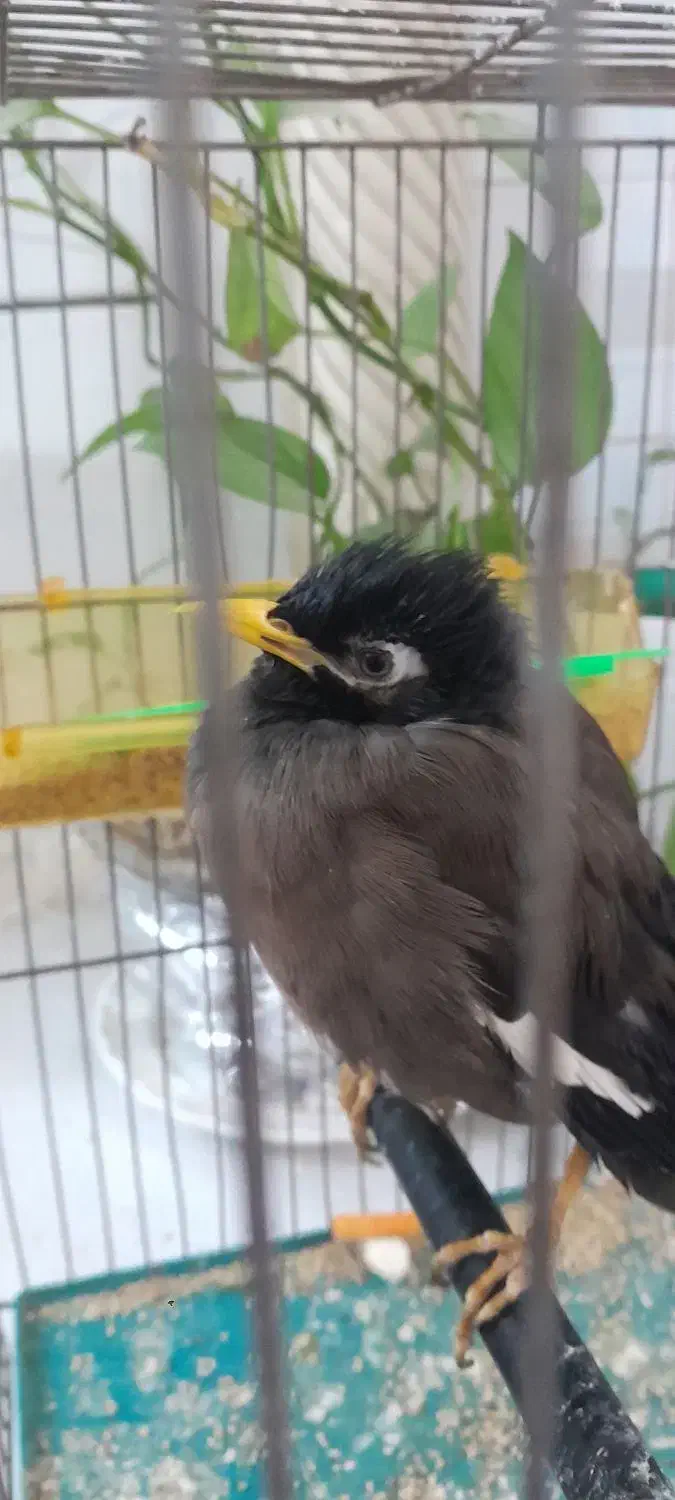 پرنده مینا|پرنده|قم, طلاب غیر ایرانی|دیوار