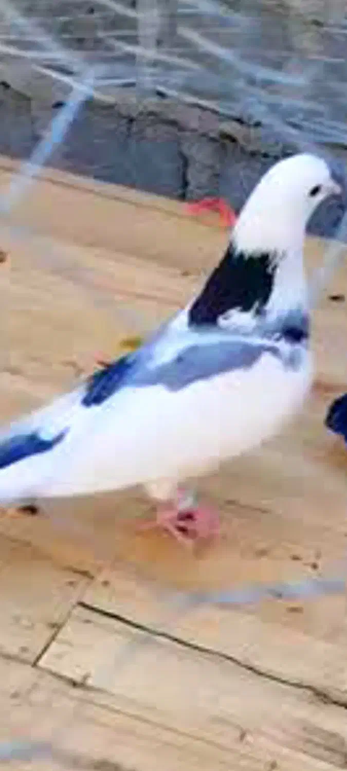 کبوتربازان|پرنده|فومن, |دیوار