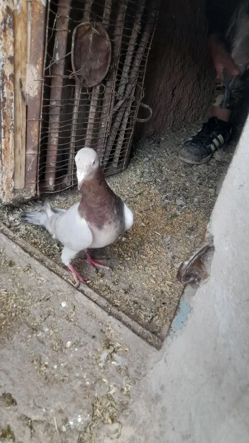 سرونج نربسیار درشت وگزدار نسل قدیم جوون|پرنده|نیشابور, ده حلاج|دیوار