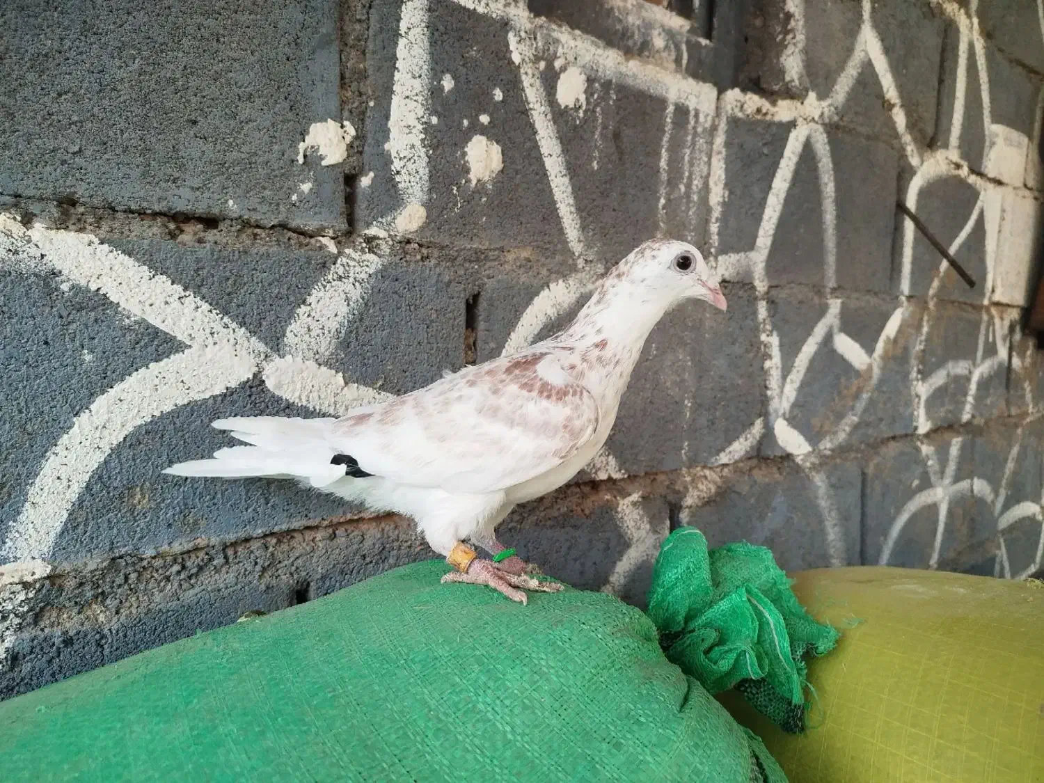 کفتر سار سرخ جوجه جوانه نر پلاکی|پرنده|پائین جام, |دیوار