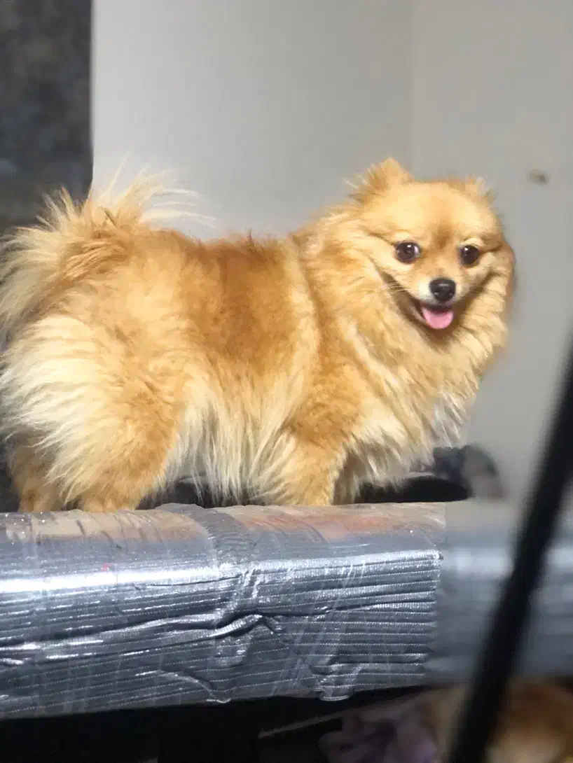 پامر خرسی حامله هست|سگ|کاشمر, |دیوار