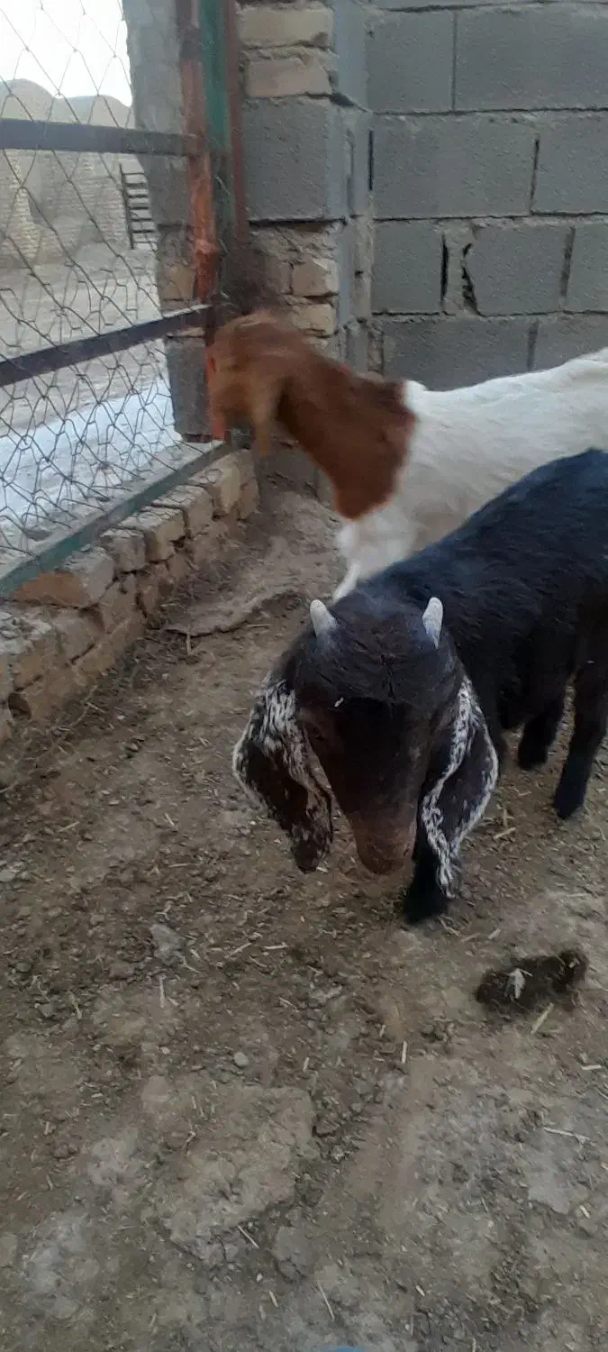 بزغاله|حیوانات مزرعه|جوادآباد, |دیوار