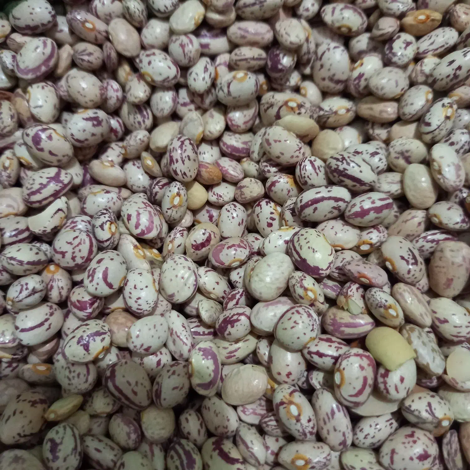 لوبیا|خوردنی و آشامیدنی|مرودشت, شهرک بسیجیان|دیوار