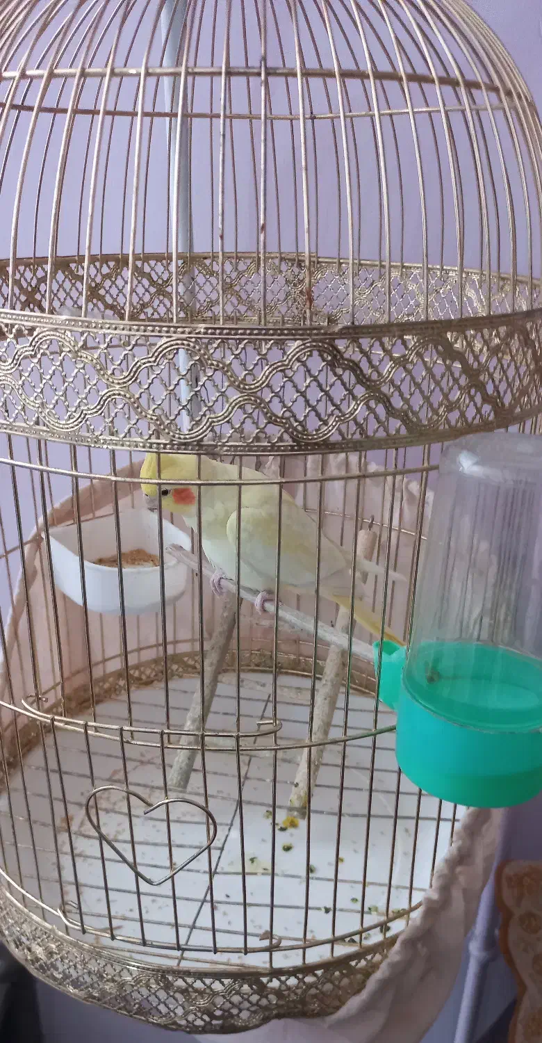 قفس با همه لوازم|لوازم جانبی حیوانات|قائن, |دیوار