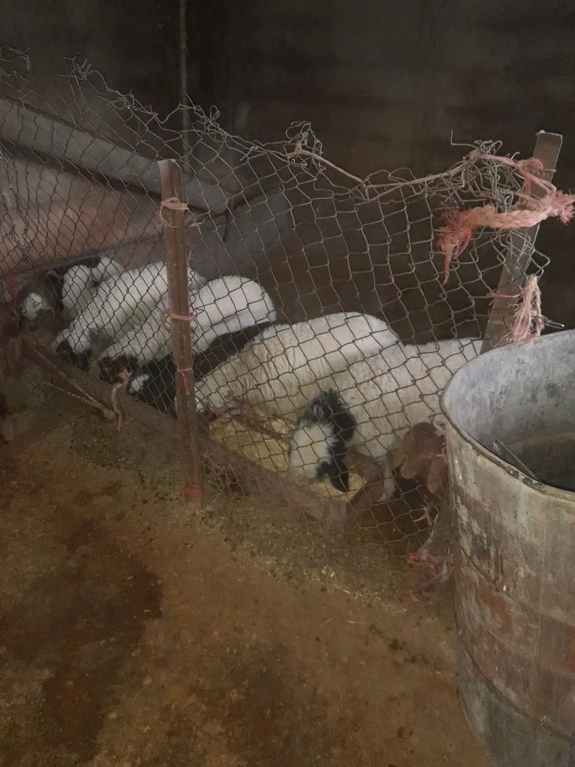 میش وبره دان خور|حیوانات مزرعه|کارزان, |دیوار