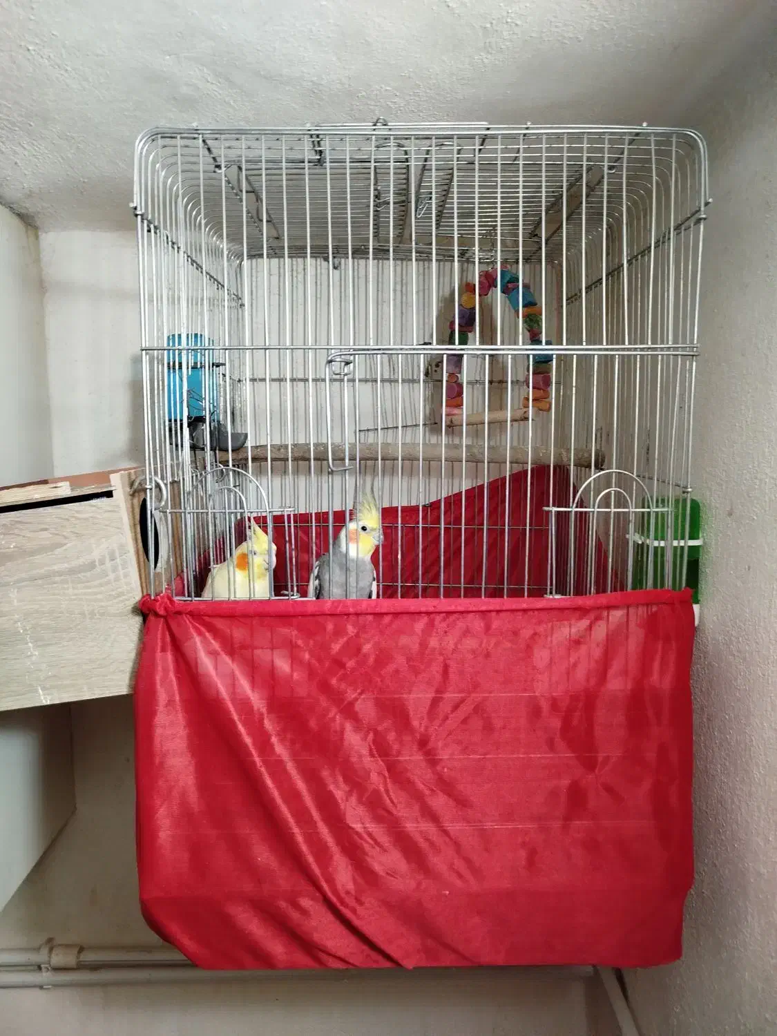 عروس هلندی|پرنده|سرپل ذهاب, |دیوار