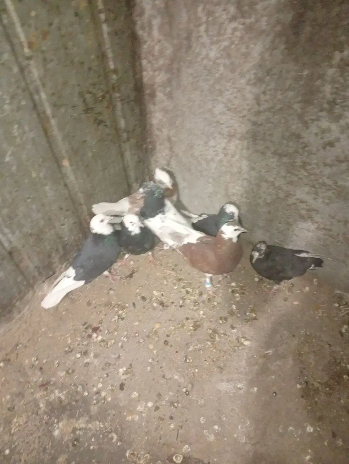 هفت تا کبوتر|پرنده|نرماشیر, |دیوار