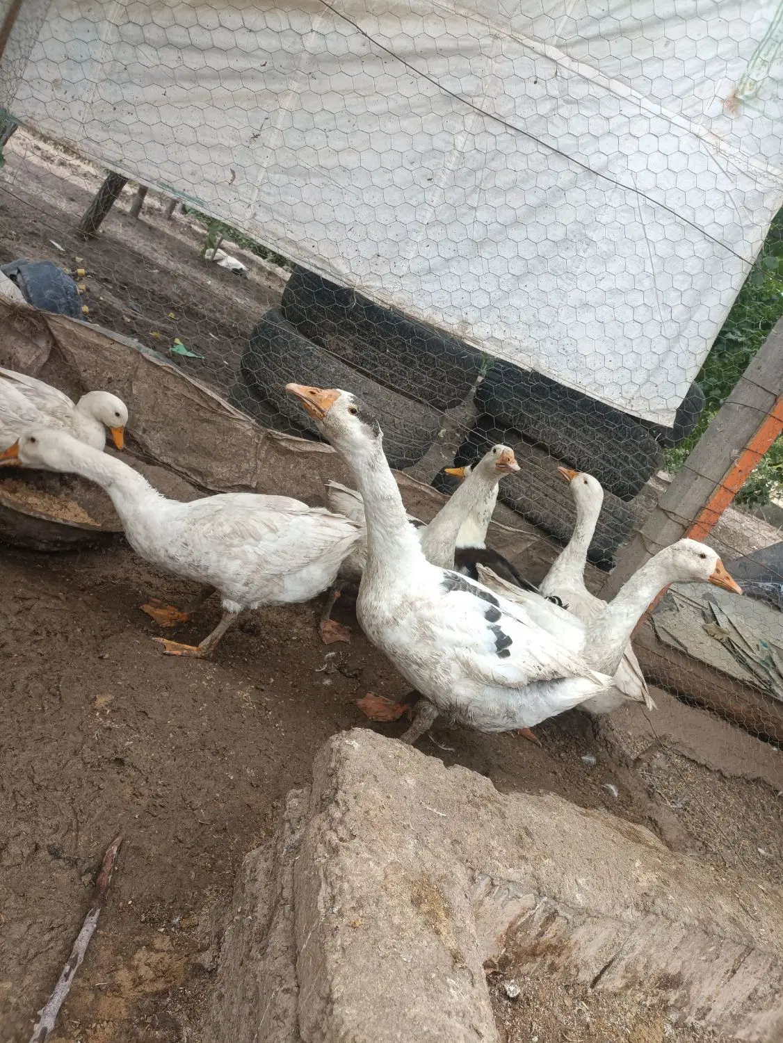 غاز|حیوانات مزرعه|خوی, |دیوار