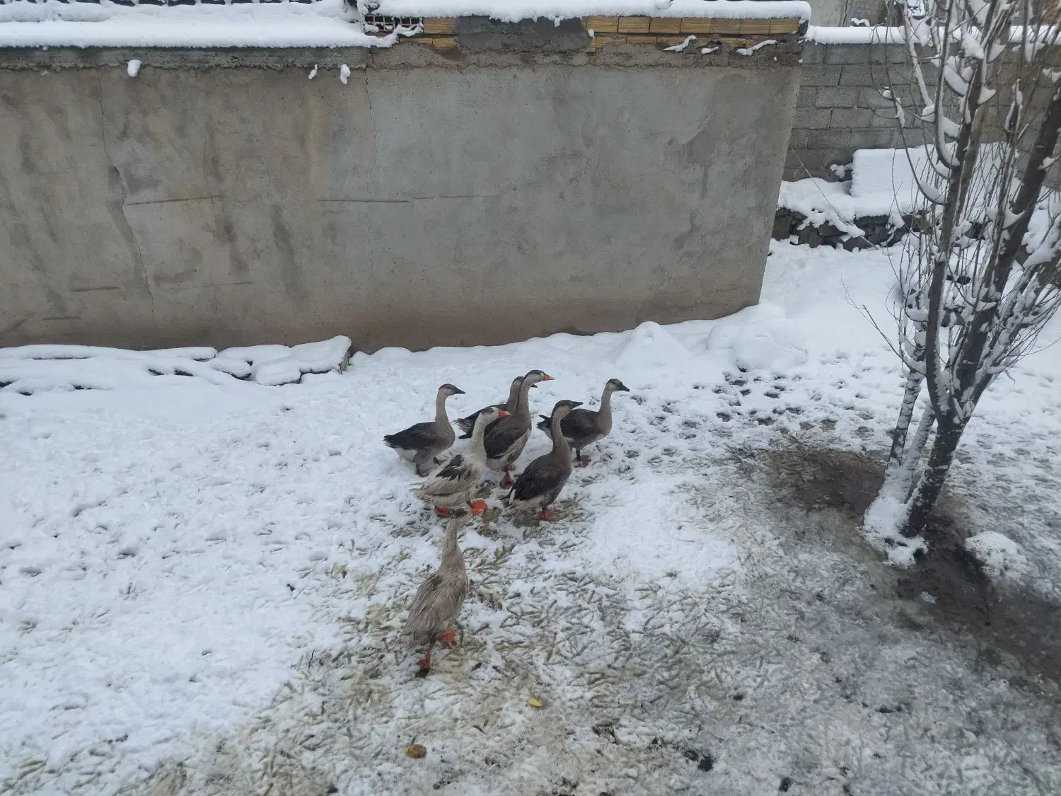 غاز|حیوانات مزرعه|ویلکیج, |دیوار