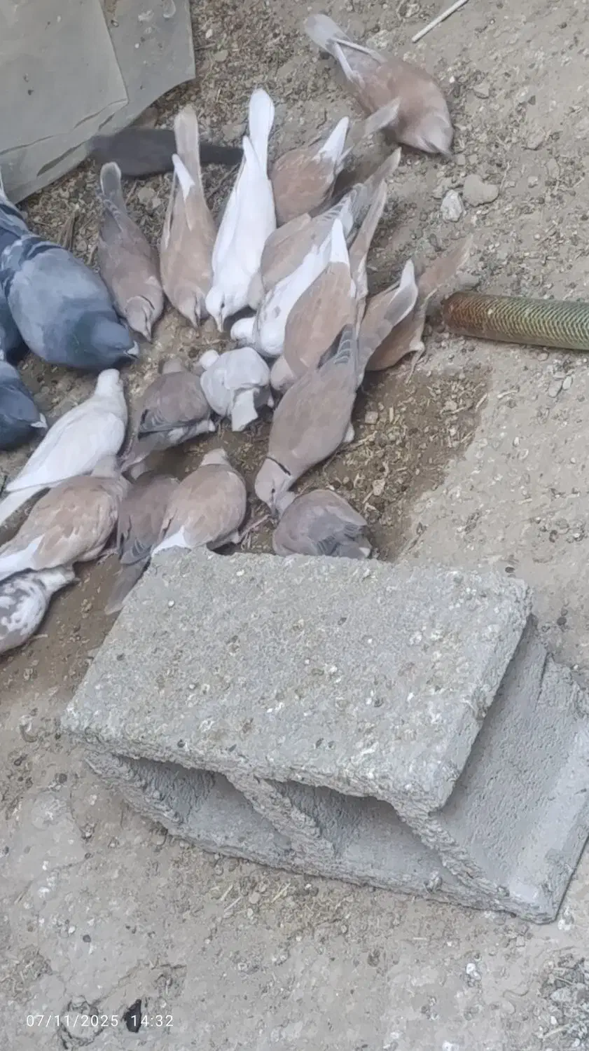 کپوت.مولد سوران|پرنده|سیب و سوران, |دیوار