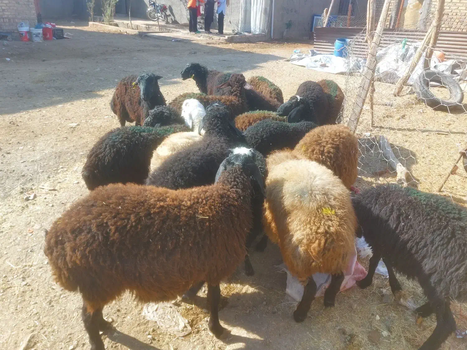 بره نر سبک سنگین وزن ۳۰ تا ۳۵ کیلو|حیوانات مزرعه|قزوین, |دیوار