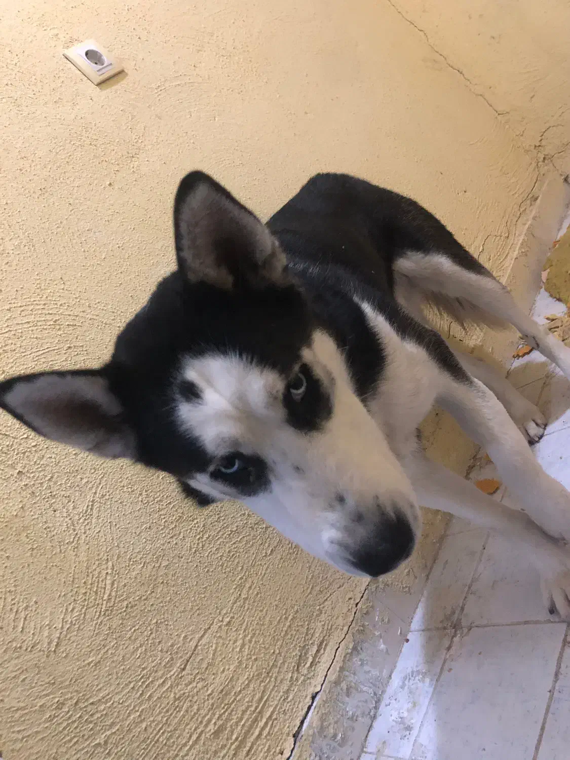 سگ هاسکی قیمت مناسب|سگ|سهند, |دیوار