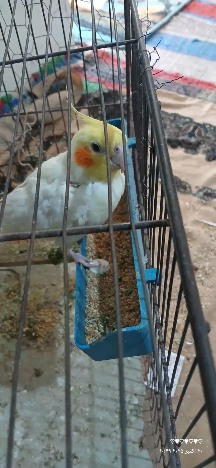 عروس هلندی|پرنده|علیآباد کتول, |دیوار