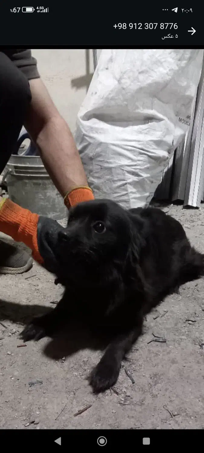 سگ پامر روباهی|سگ|باقرشهر, |دیوار