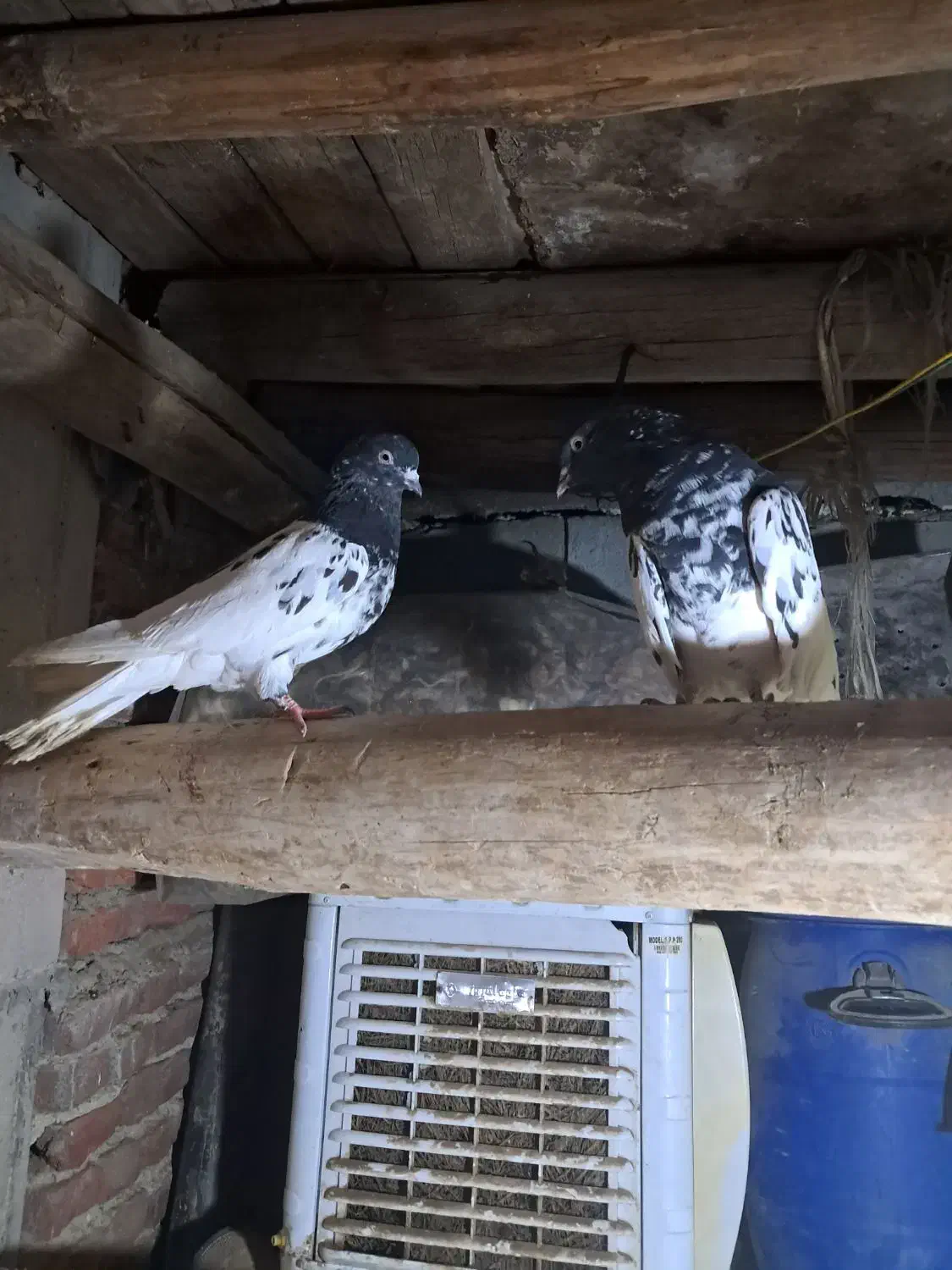 یک جفت کبوتر کله سیاه|پرنده|بناب, |دیوار