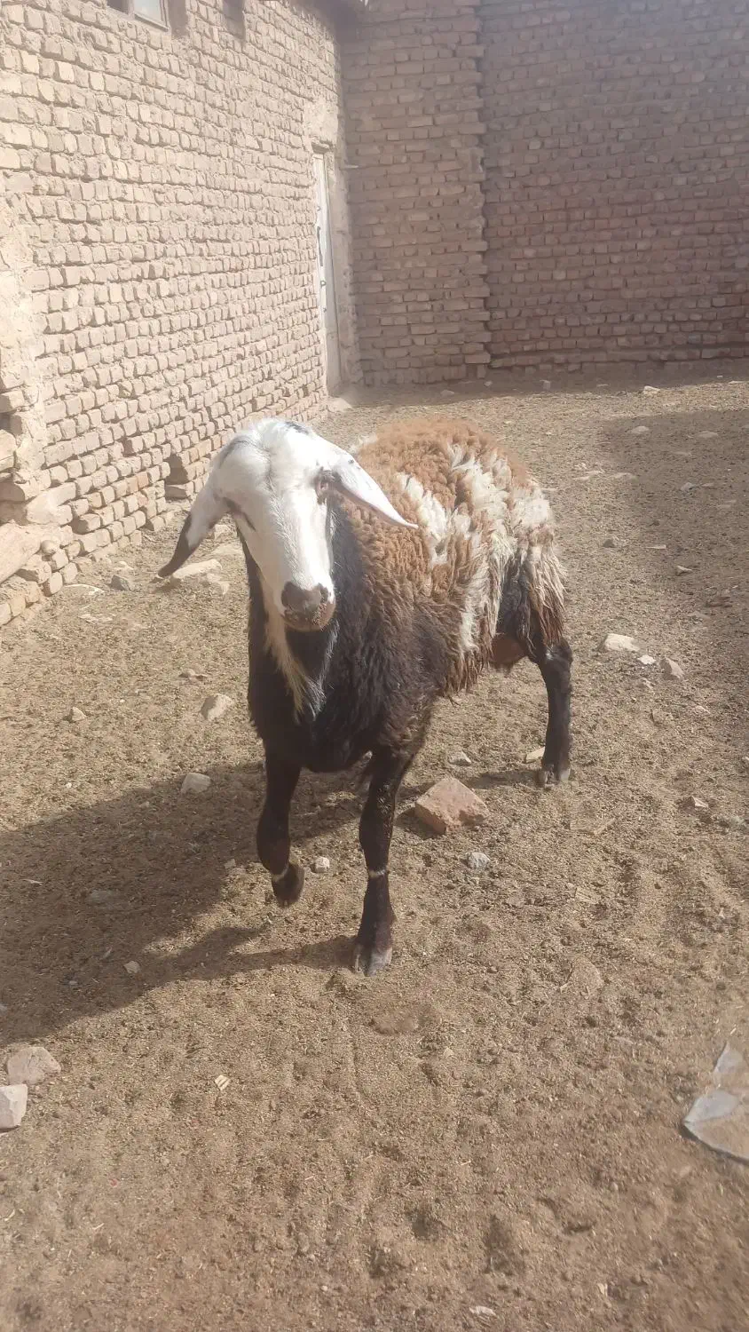 بره قوچی بروجردی  درجه یک شر کیلو ۳۶۰|حیوانات مزرعه|کاشمر, |دیوار