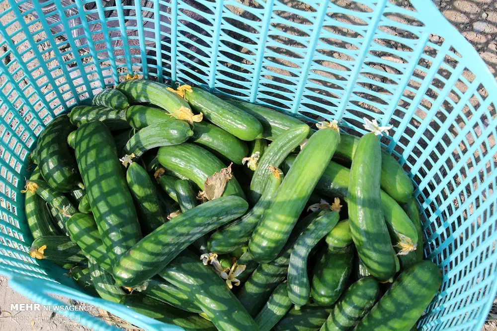 خیار سبز|عمده‌فروشی|توکهور, |دیوار