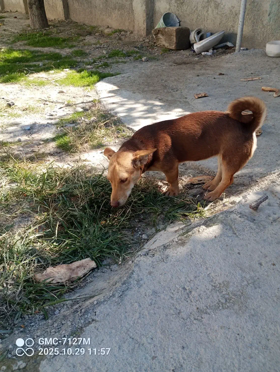 واگذاری سگ پاکوتاه ماده فل آورده|سگ|بندر گز, |دیوار