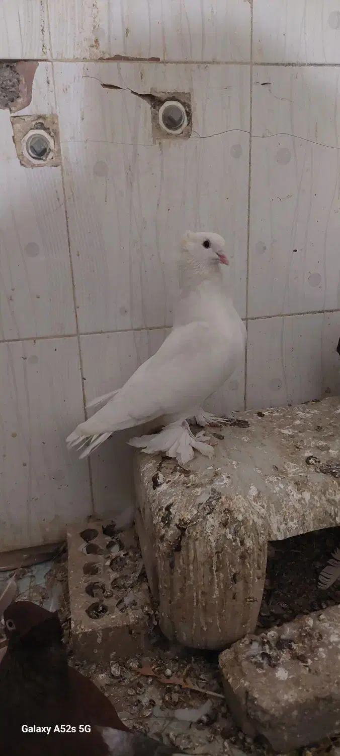 کبوتر کفتر سفید پاپر دم چتری پرپا توافقی|پرنده|مشهد, آیت الله خامنهای|دیوار