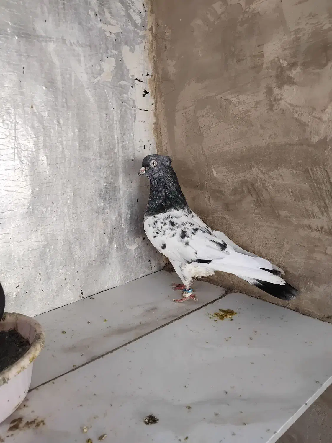 کبوتر کله سیاه|پرنده|گنبد کاووس, |دیوار