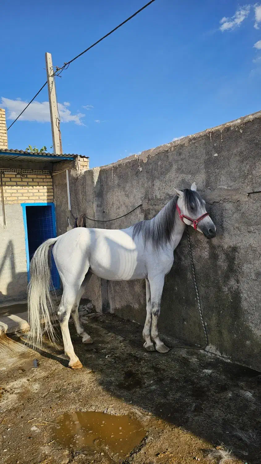 اسب سفید|اسب و تجهیزات اسبسواری|لنجان, |دیوار