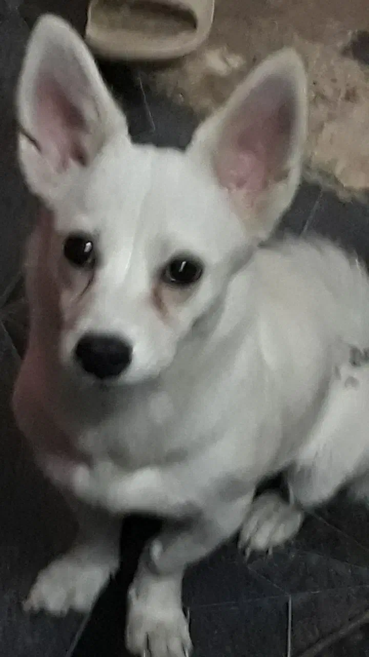 اشپیتز شیواوا ۴ ماهه|سگ|اندیشه, اندیشه فاز ۱|دیوار