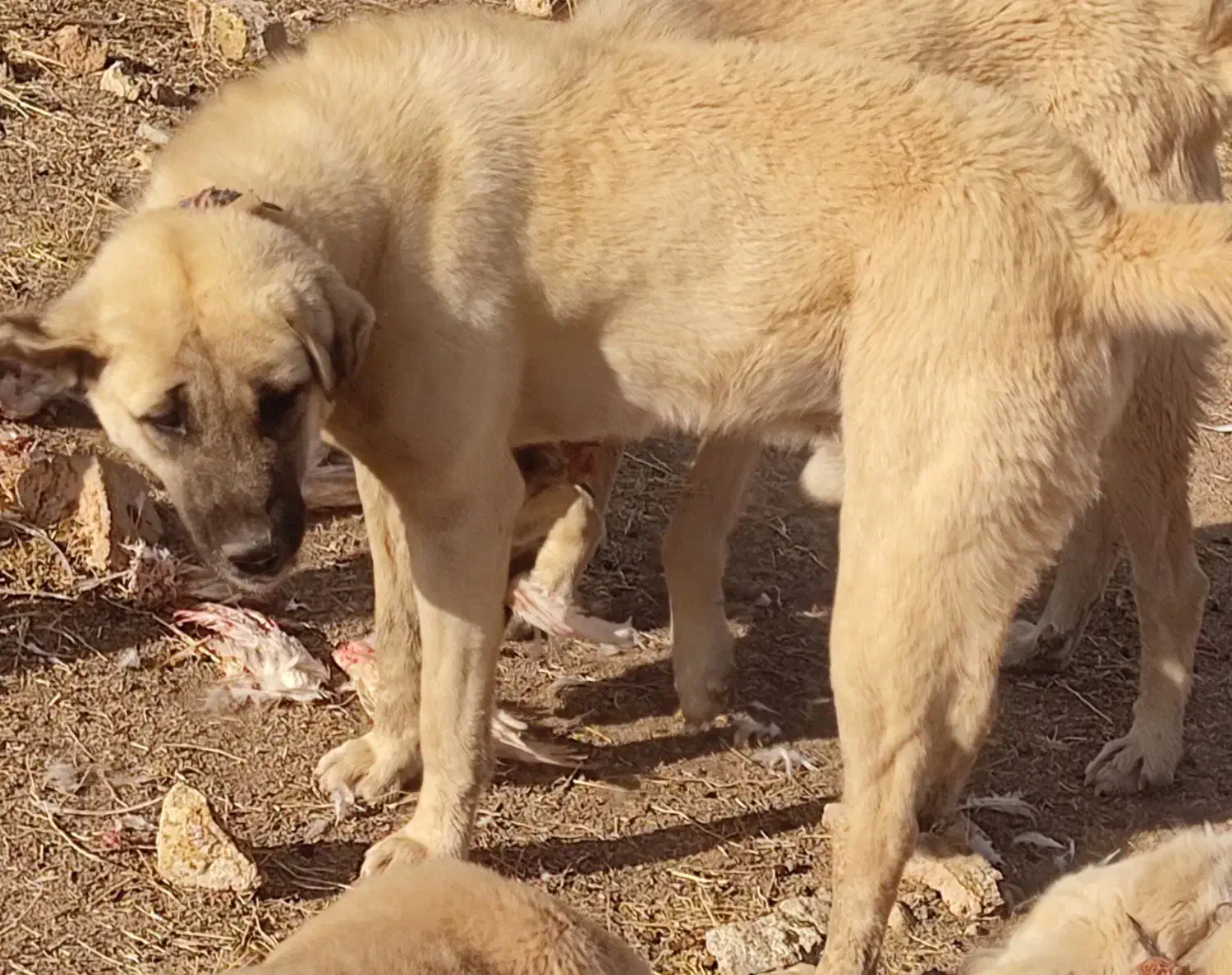 سگ گمشده|حیوانات|مهاباد (آذربایجان غربی), |دیوار