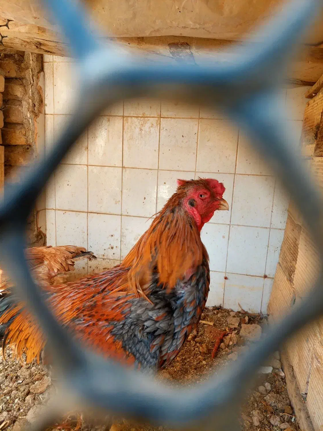 مرغ و خروس لاری|حیوانات مزرعه|قرچک, داوود آباد|دیوار