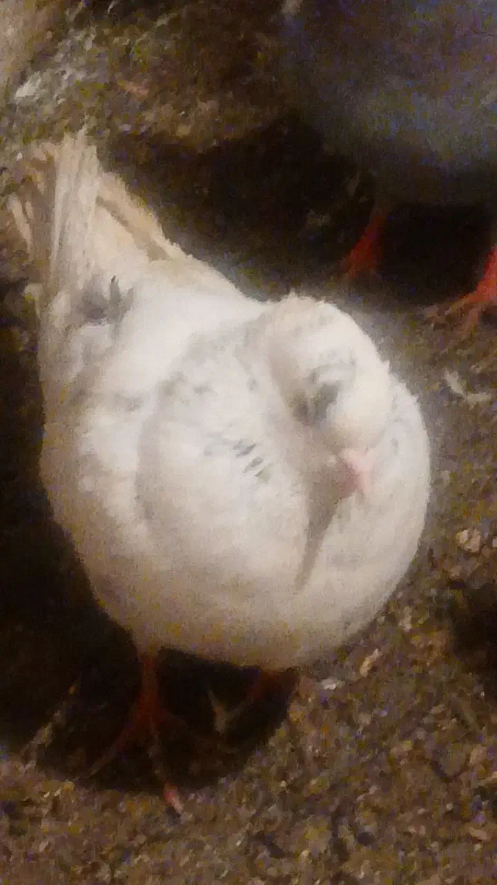 کفتر|پرنده|نیشابور, فیض آباد|دیوار