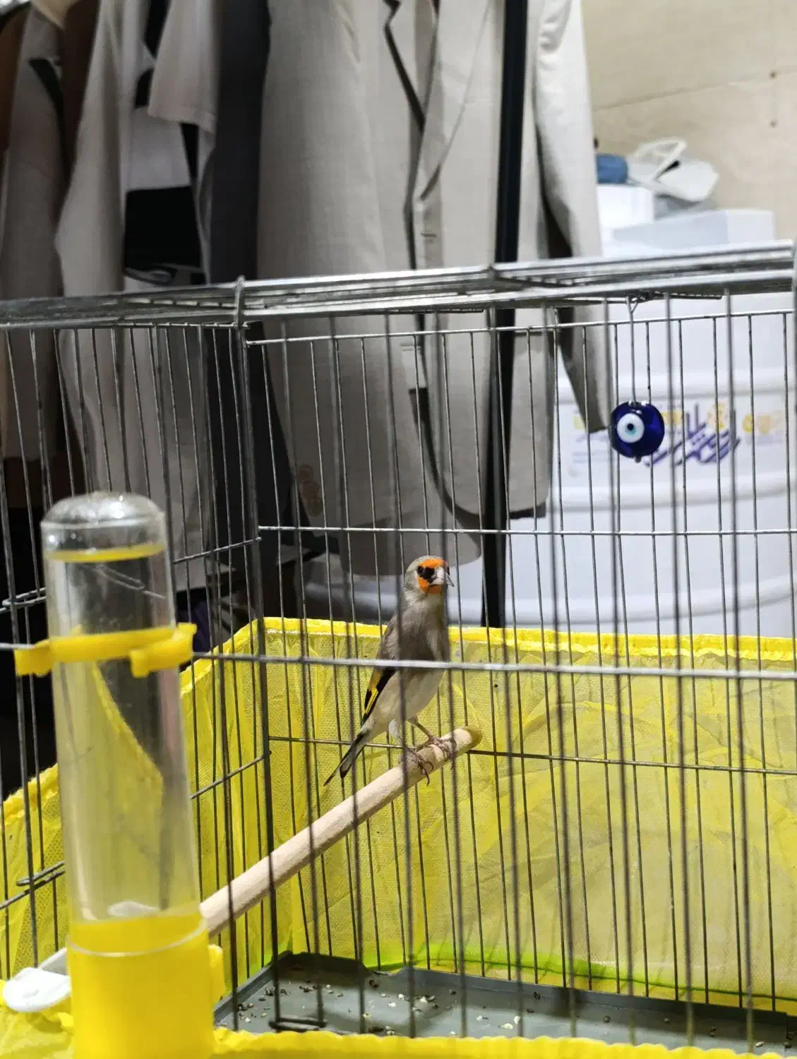 سهره سقا نر|پرنده|کرمان, |دیوار